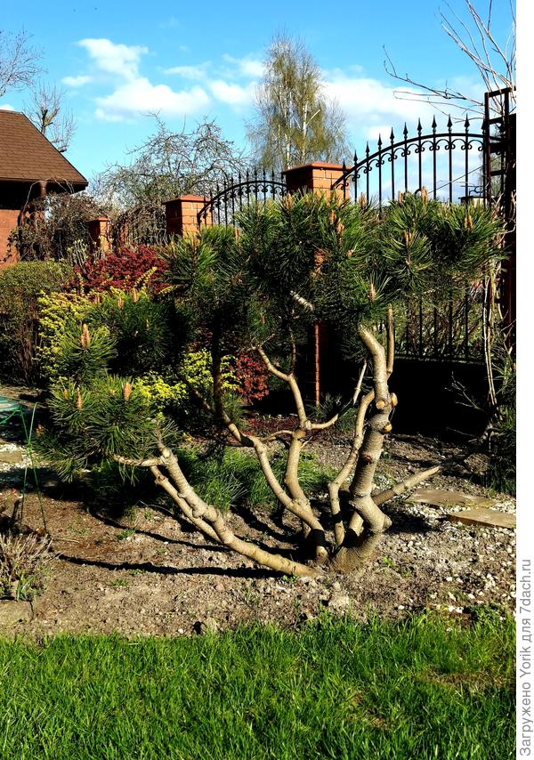 Сосна формируется под бонсай