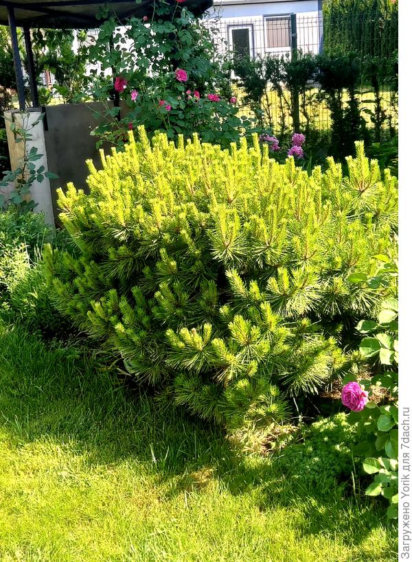 Сосна с которой ничего не делается