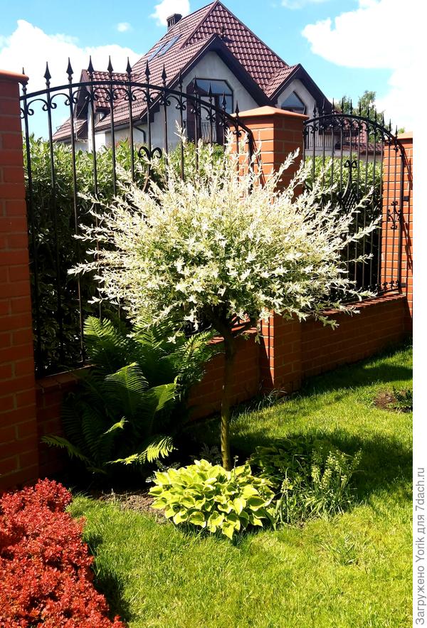 Ива Хакура Нишики