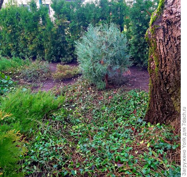 Был таким. Рос в "диком уголке"