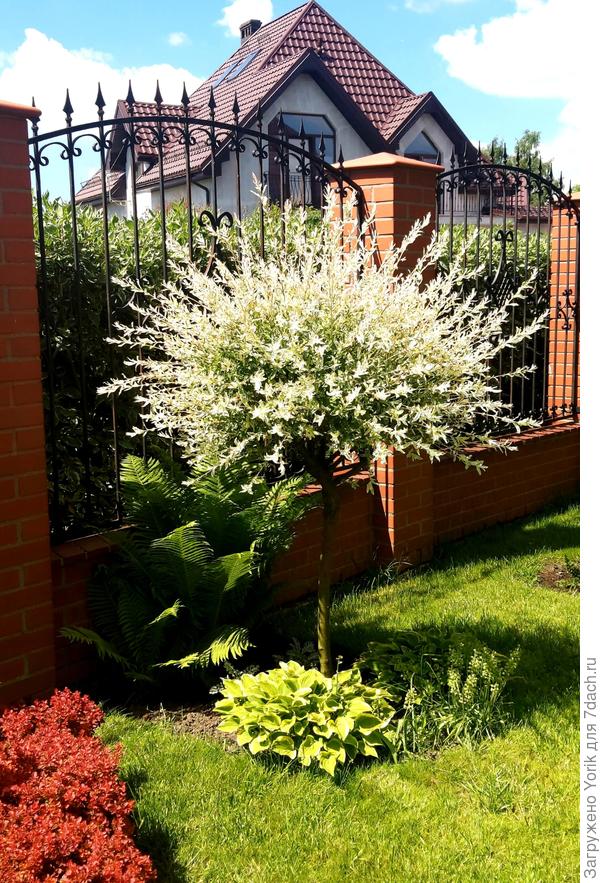 А это начало мая. Окраска листвы, максимально яркая.