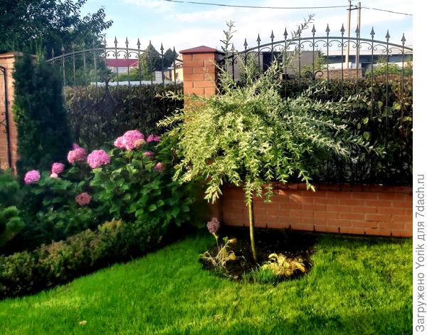 Так выглядит а середине сентября. Окрас листвы уже не такой. Да впрочем и у бордюрного барбариса листва позеленела