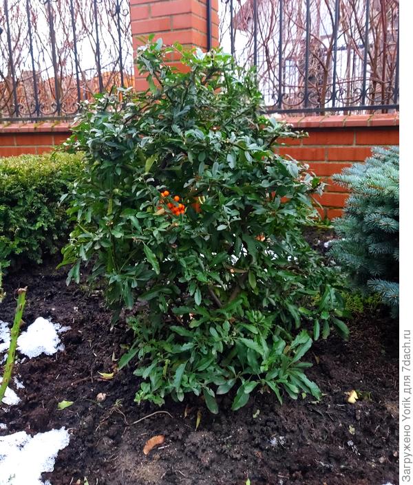 Пираканта зимой