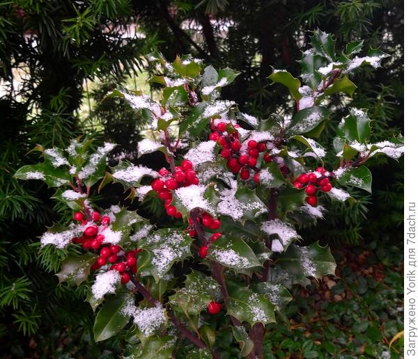 Падуб зимой