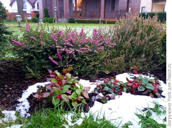 Вересковые