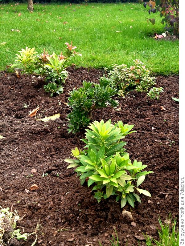 Сейчас у нас довольно много завозят пиерисы