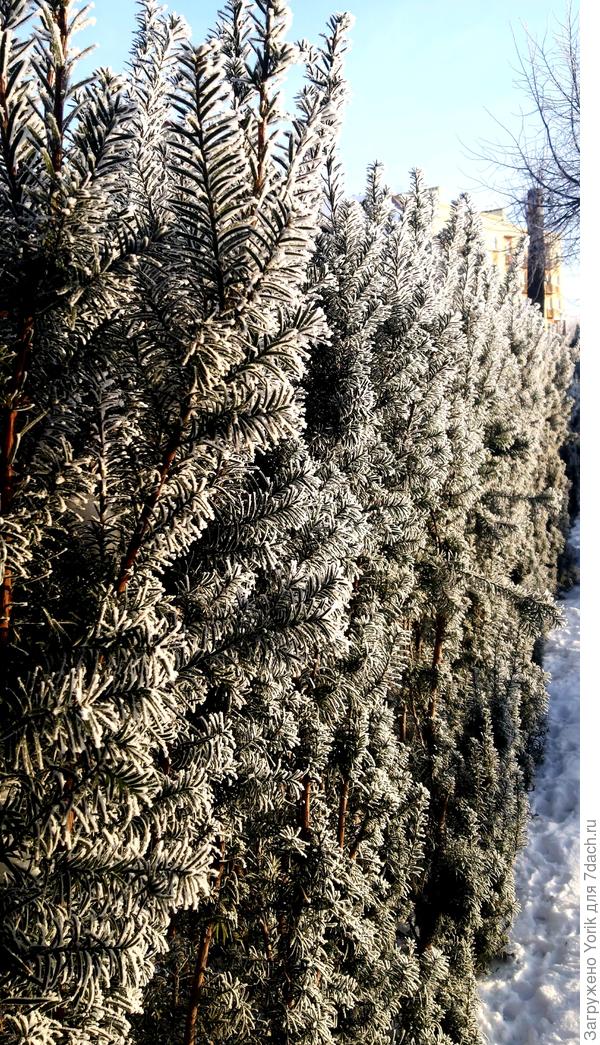 &quot;Хрустальная&quot; изгородь