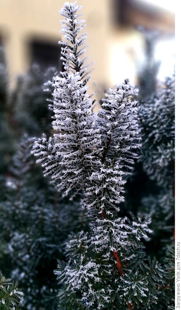 &quot;Хрустальная&quot; изгородь (фрагмент)