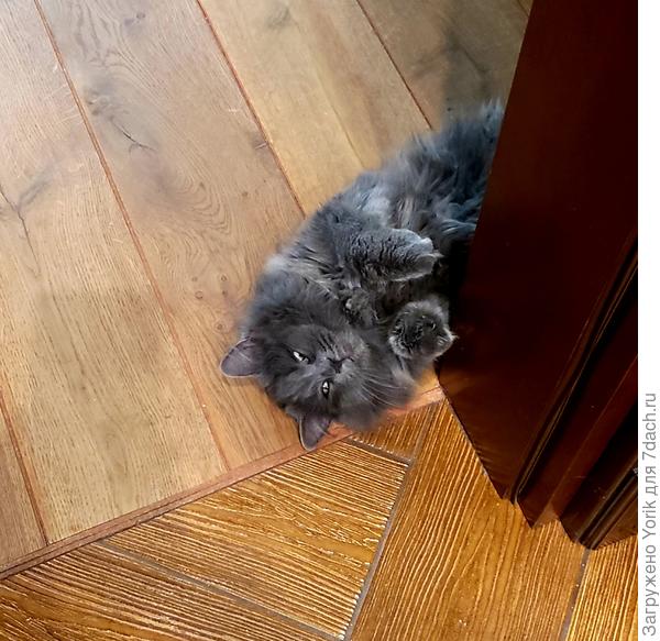 Вот, наблюдение за происходящим на кухне.