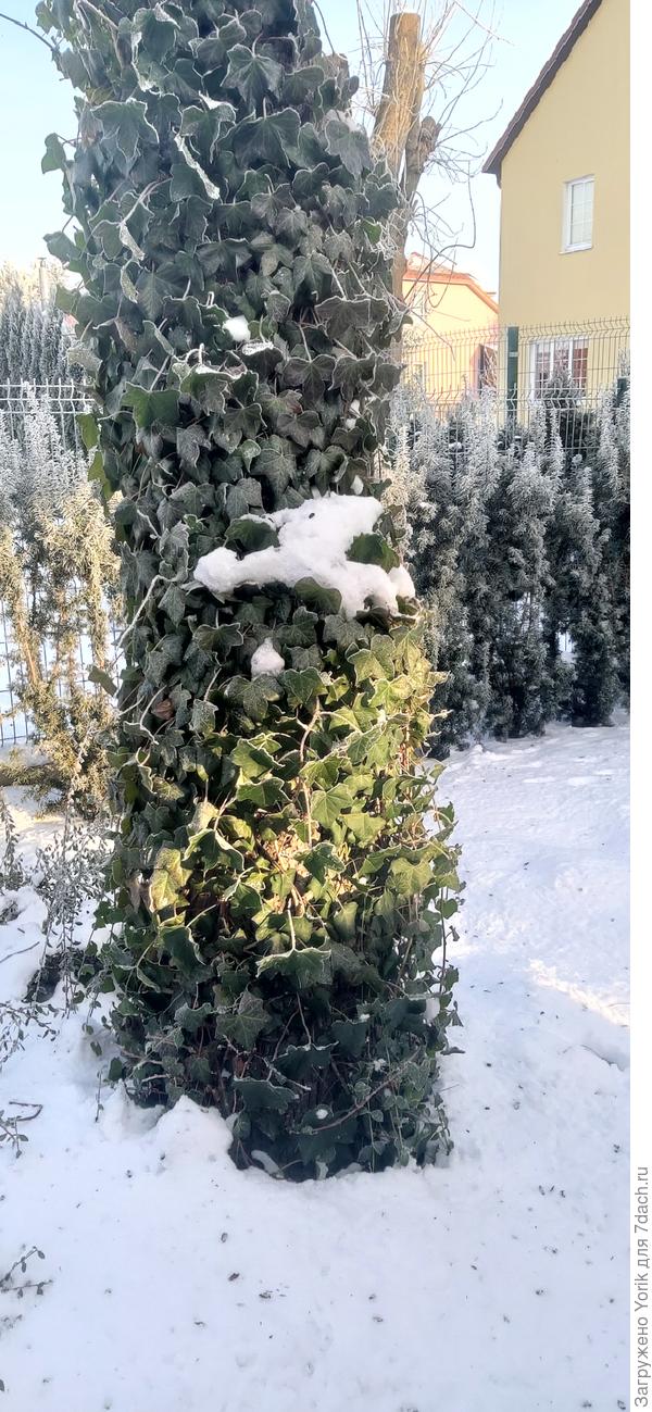 Такая вот зимняя зелень