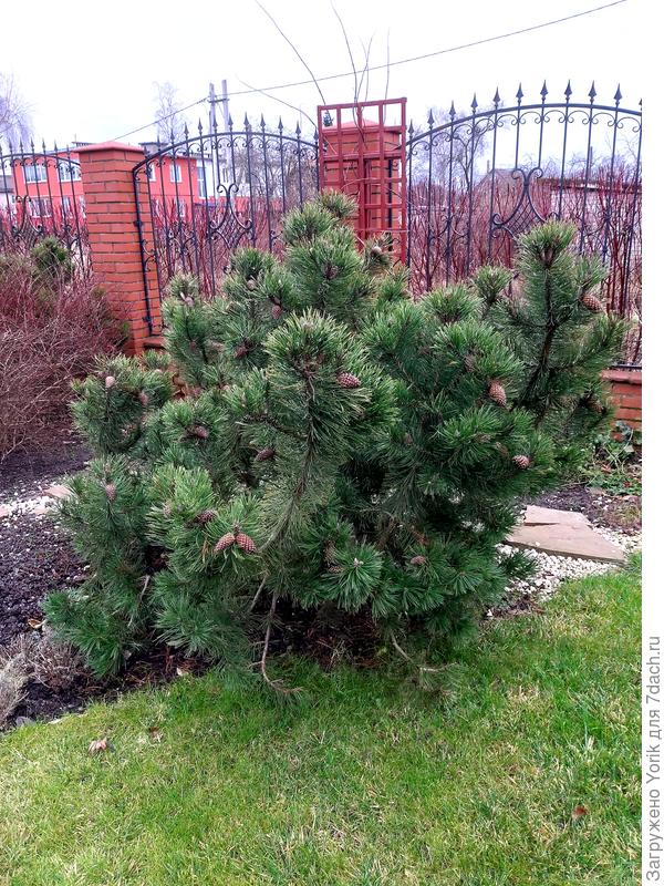 Два года назад сосна была такой.  Перешла в довольно активный рост.