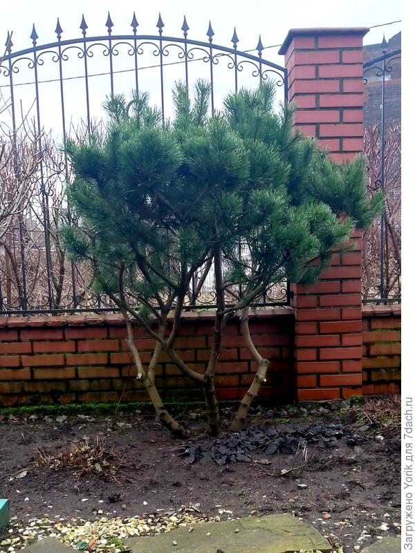 Здесь от сосны,  другого хочу добиться.  Что то типа купола, примерно как у акации (в саванне)