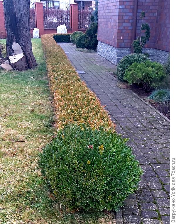 Не задумывался, что стрижка может навредить. Может потому что не сталкивался с растениями которые не воспринимают стрижку. это прямо сейчас фотографировал, поэтому вид не очень.