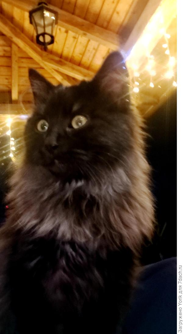 Лучшая помощь, это сидеть на коленях