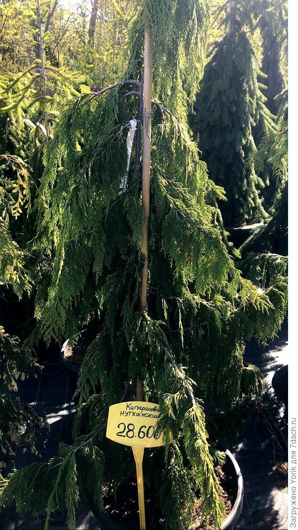 Цена в зависимости от возраста растет в геометрической прогрессии