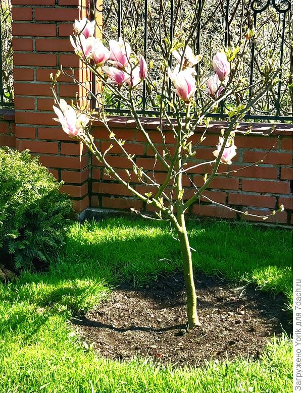 Магнолия уже вовсю цветет