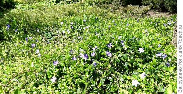 Барвинок буйствует