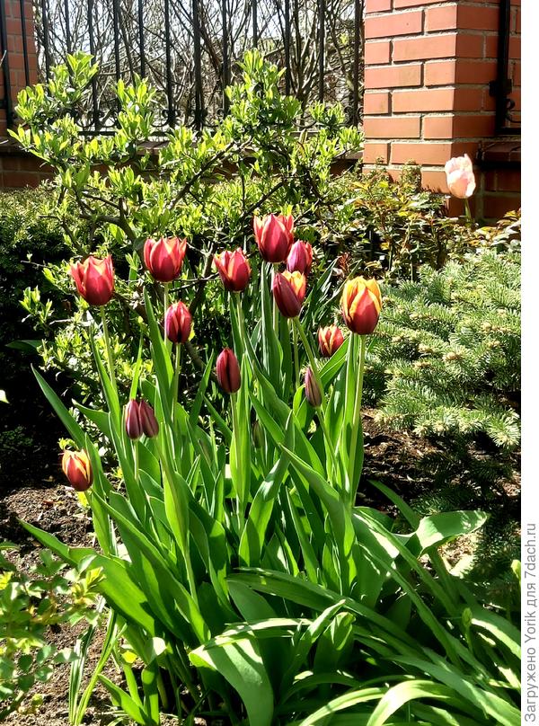 Еще немного тюльпанов