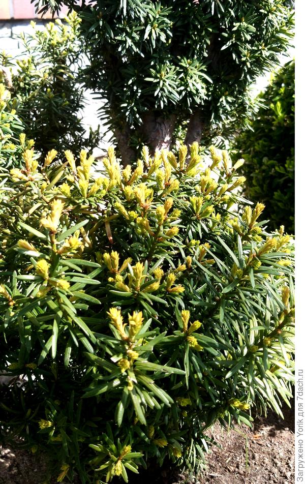 Вблизи выглядит так.