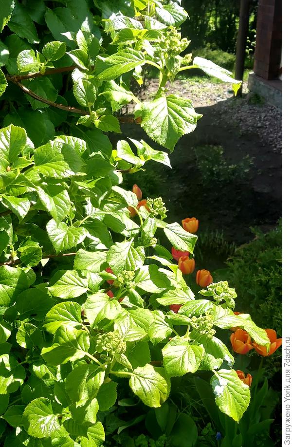 В этом году зацветет черешковая гортензия