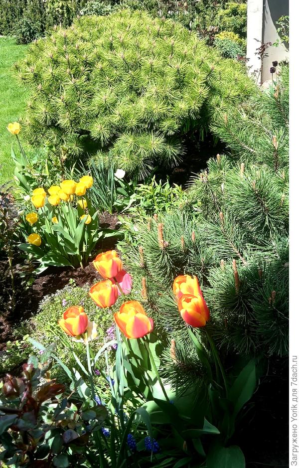 Кусочек клумбы