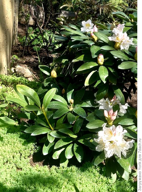 Начинается цветение у одного рододендрона