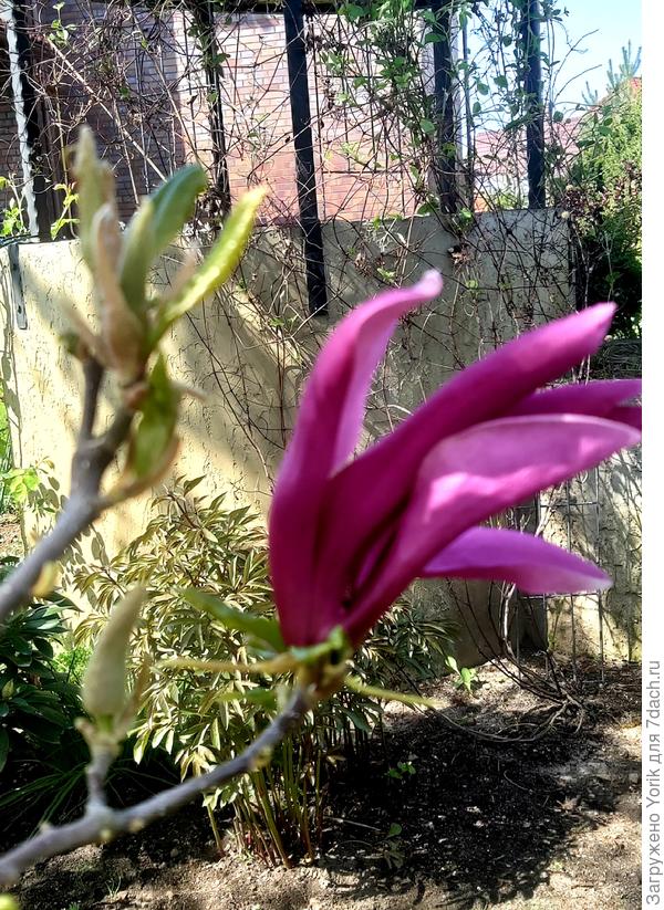 Другая магнолия робко выпустила несколько цветков