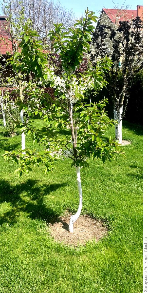 Черешня стоит вся в цвету