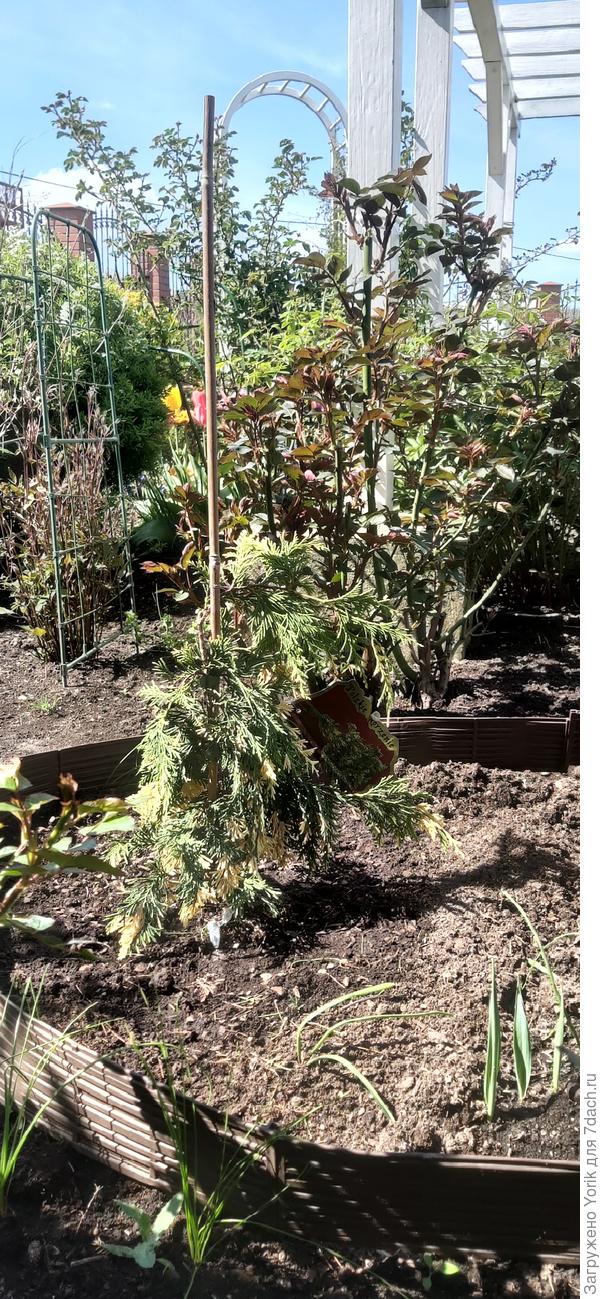 Новый житель обрёл свое место прописки. Нижние веточки отстригнул и посадил. Вдруг приживутся