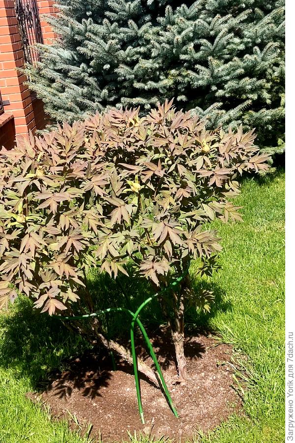 А вот древовидный пион только набирает бутоны