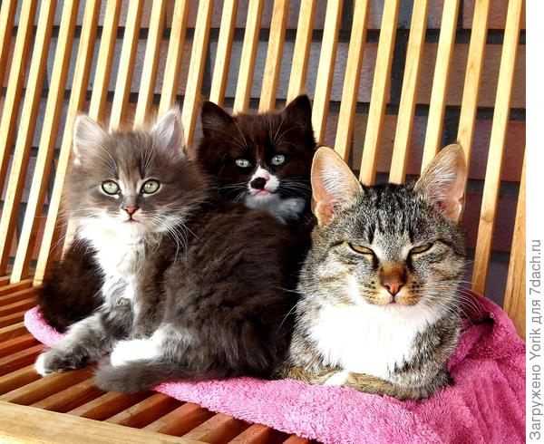 Вот, пришла в гости,  ну и привела молодое поколение