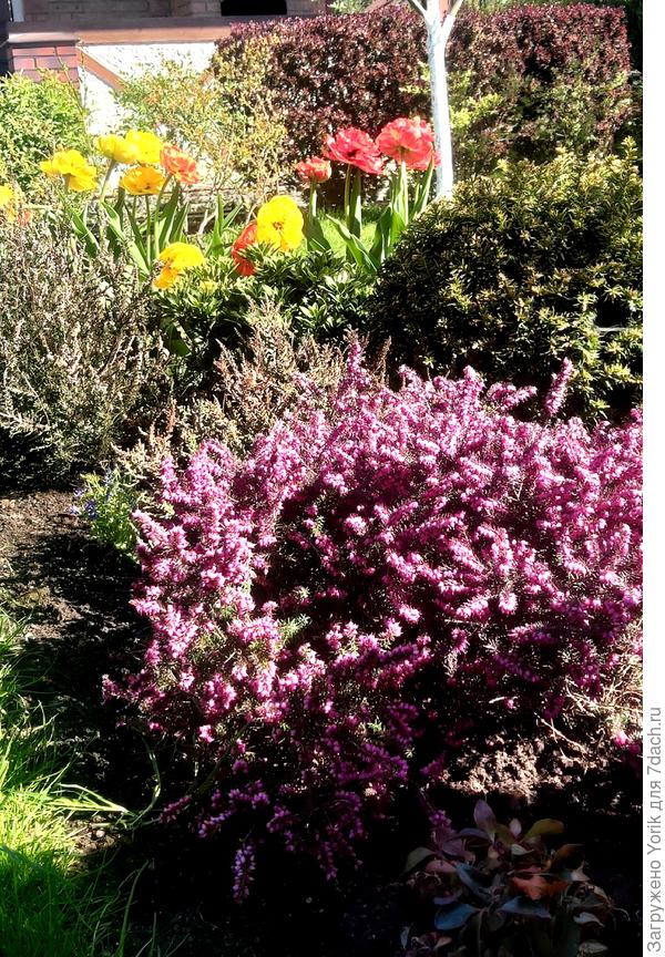 Такое вот весеннее разноцветие