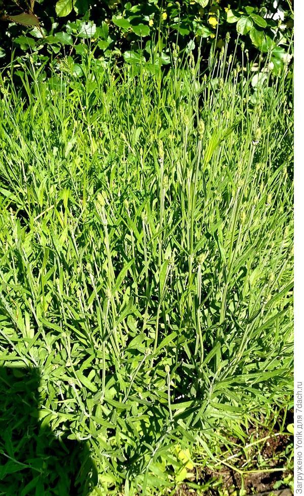 Лаванда готовится к цветению