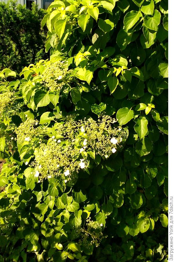 Первое цветение черешковой гортензии