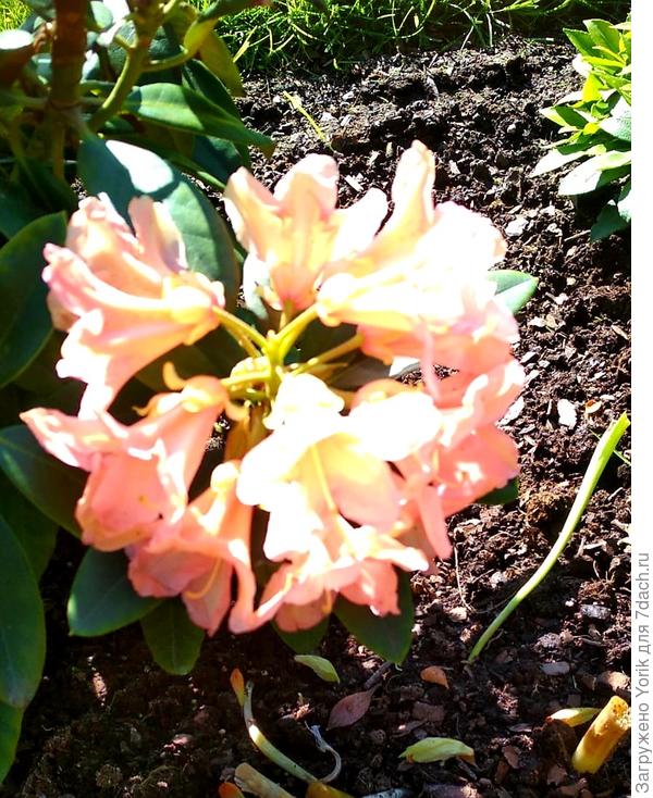 Соцветие еще одного рододендрона