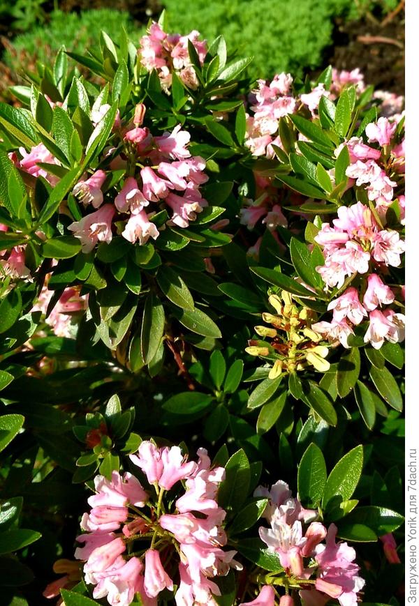 Так выглядит вблизи