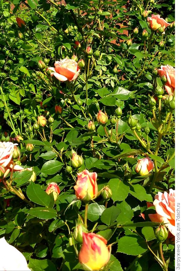 Начинается цветение роз