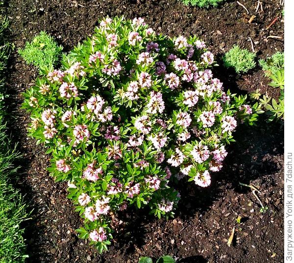 Мелкоцветковый рододендрон