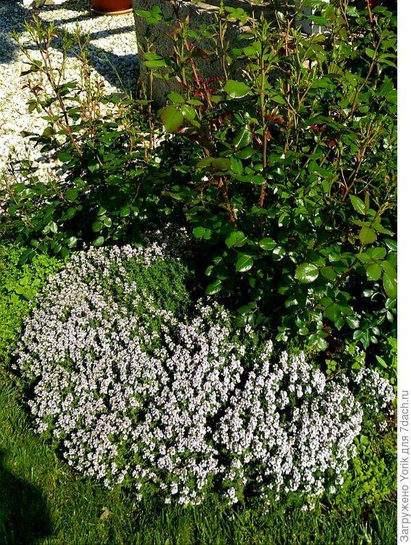 Тимьян радует цветением