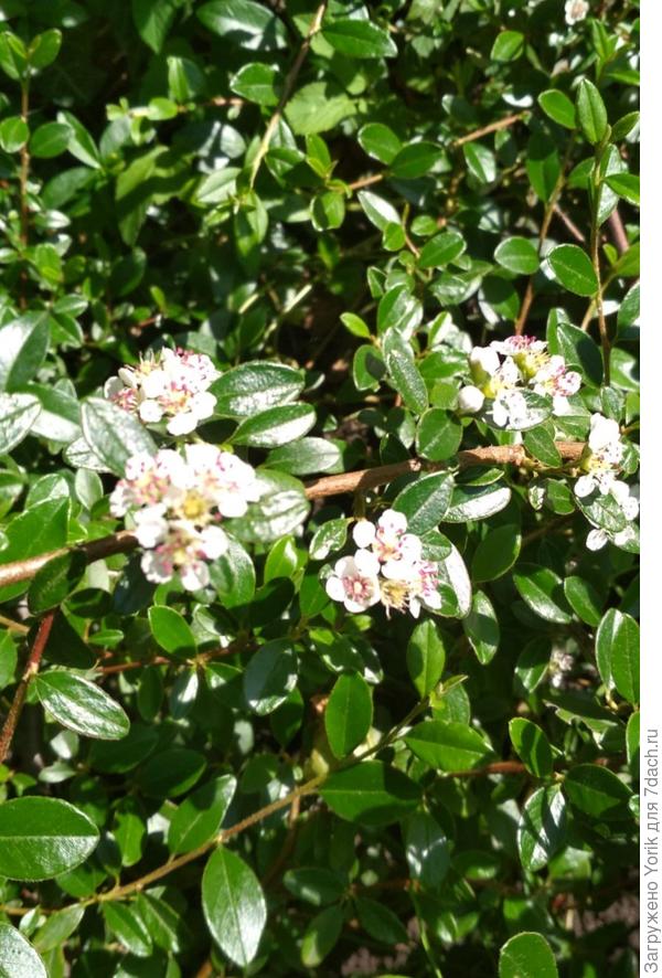 Расцвел кизильник