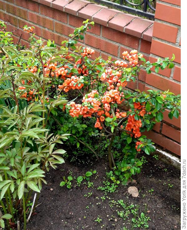 Цветущий хеномелес. Сорт не знаю, возраст порядка семи лет