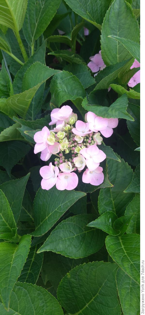 Эта гортензия зацвела впервые