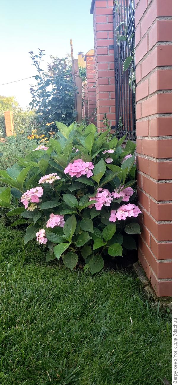 Куст выглядит так