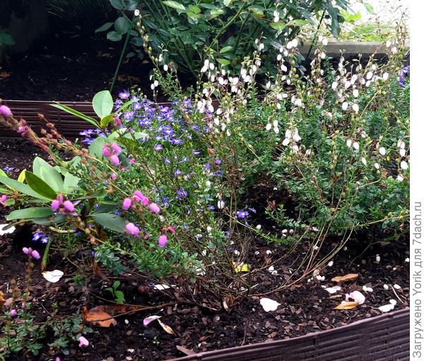 Дабеция кантабрийская