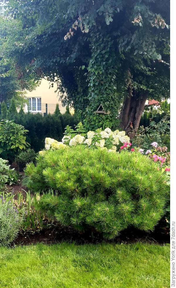 Если смотреть с террасы, которая является летом основным местом времяпровождения, то любуешься такой композицией. Сначала фоновое растение - цветущая черешковая гортензия, затем - метельчатая data-original-width=