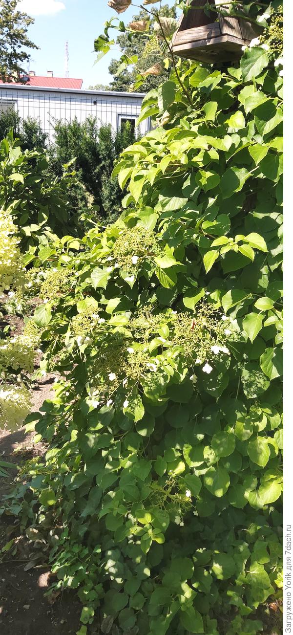 В этом году расцвела черешковая гортензия. Лиана, высотой уже 3 м