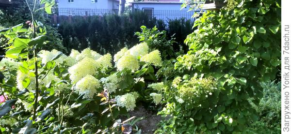 Рядом с черешковой - молоденькая гортензия. В этом году начала полноценно цвести