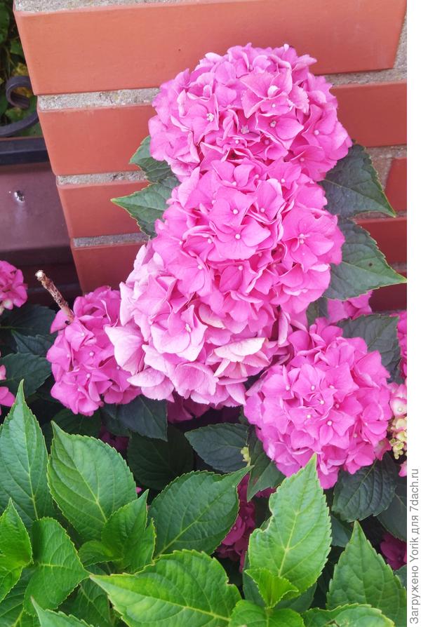 Соцветия крупным планом