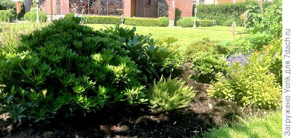 вересковая клумба. Декоративная круглый год. с марта по июнь усыпана цветами.