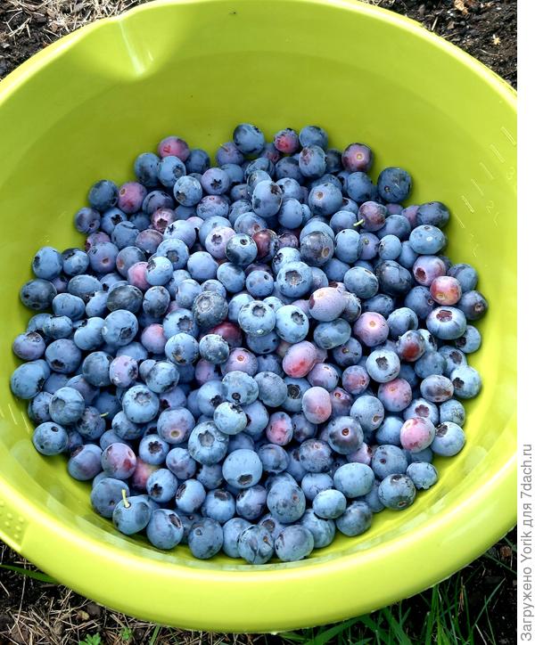 Потихоньку собираю. Сделаю варенье из голубики с персиком.